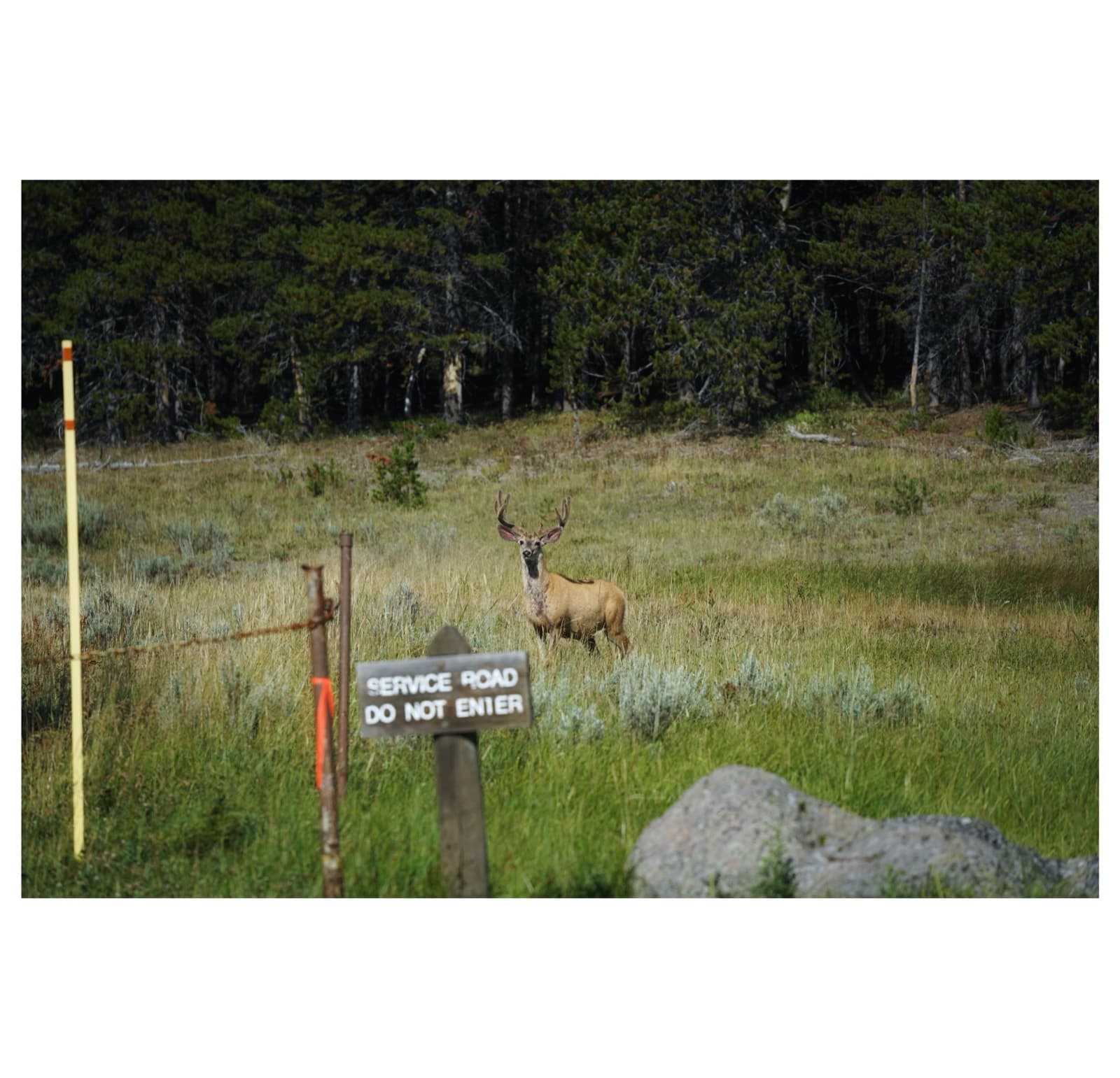 Yellowstone — 2