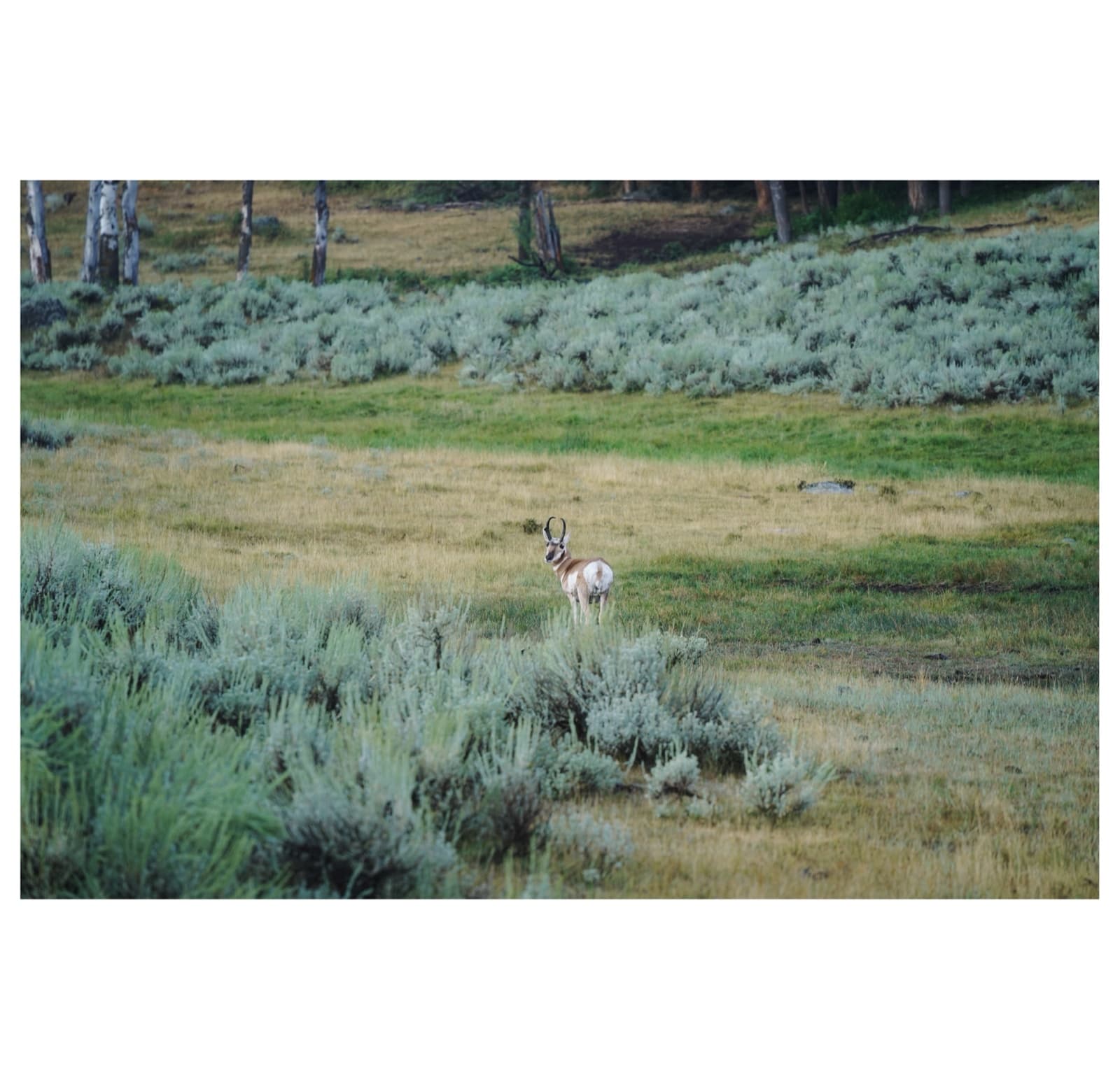 Yellowstone — 3