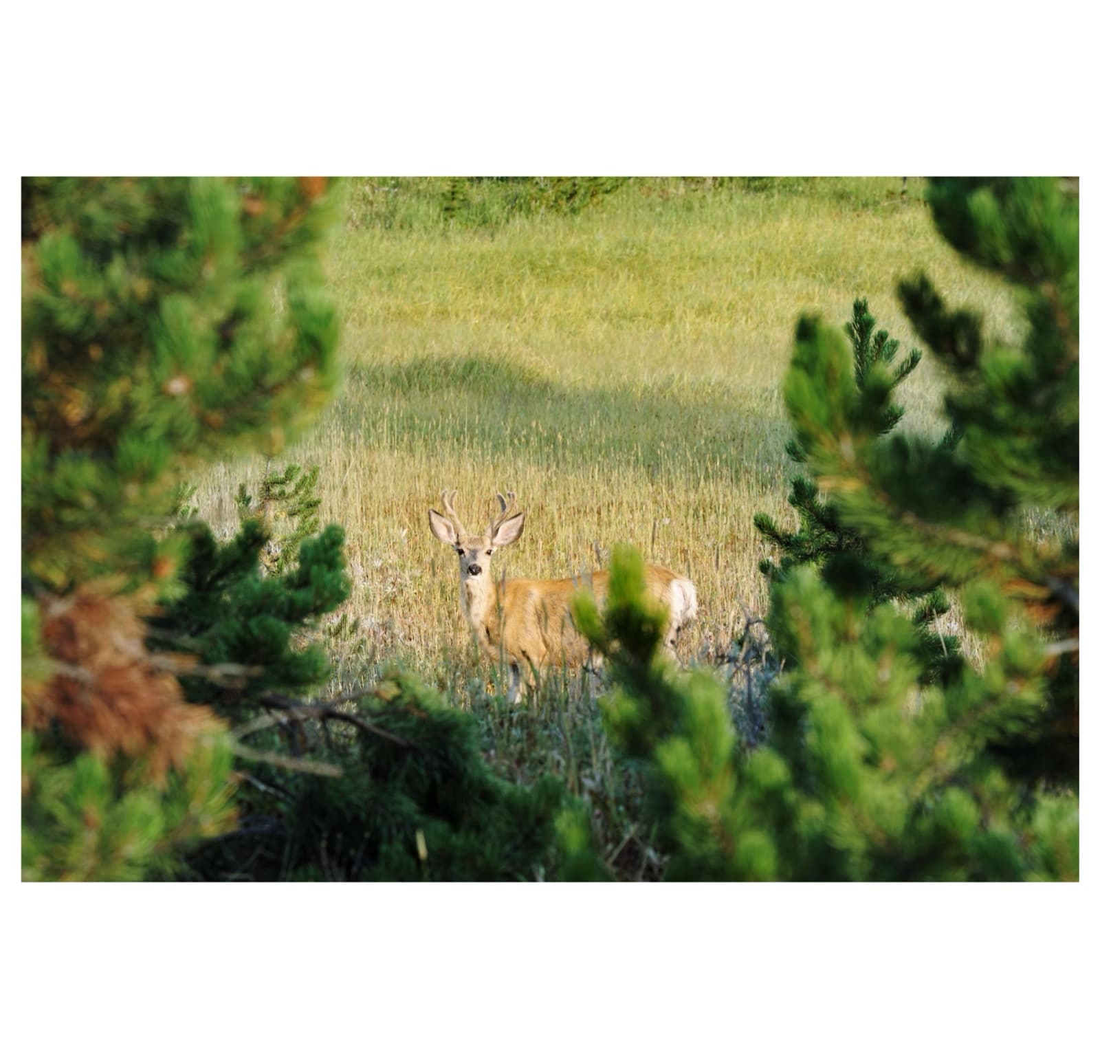 Yellowstone — 6
