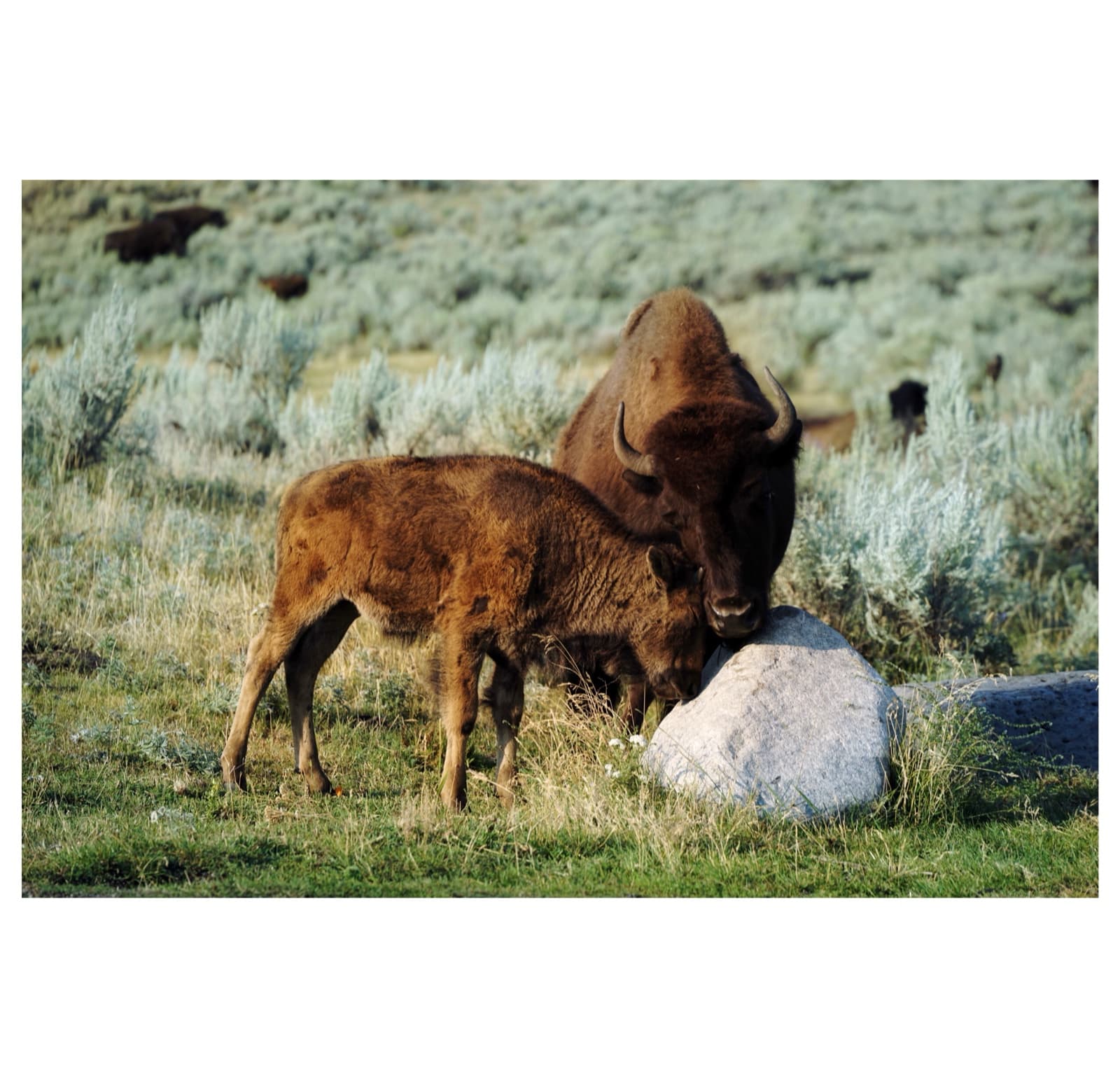 Yellowstone — 7
