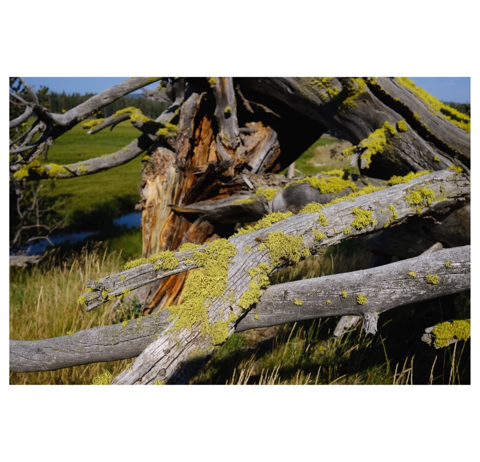 Yellowstone — 9